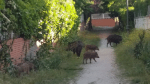jabalies Torrelodones
