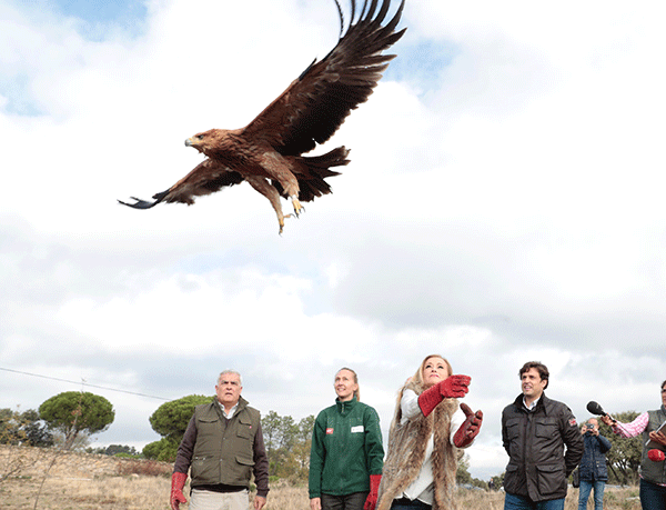 Cifuentes suelta un águila recuperada en el Centro de Animales Silvestres