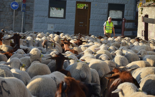 La trashumancia llega a Guadarrama camino a los Picos de Europa