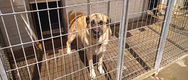 El Centro de acogida animal de Guadarrama busca adoptantes