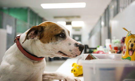 El Centro Animal de Las Rozas reserva plazas para perros de personas sin hogar infectadas por coronavirus