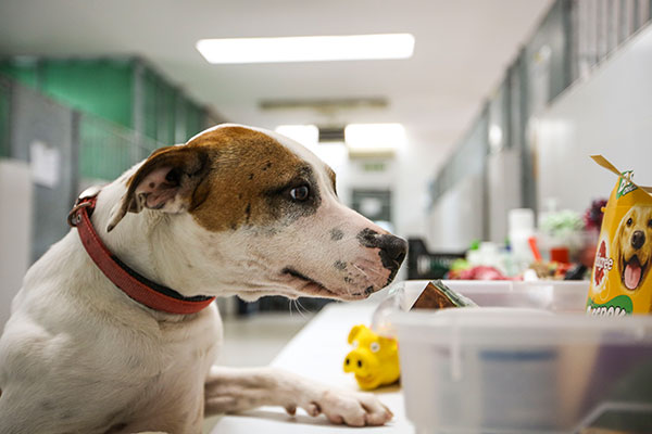 El Centro Animal de Las Rozas reserva plazas para perros de personas sin hogar infectadas por coronavirus