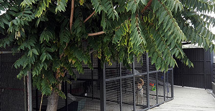 Cinco años de retraso en el Centro de Protección Animal de Torrelodones