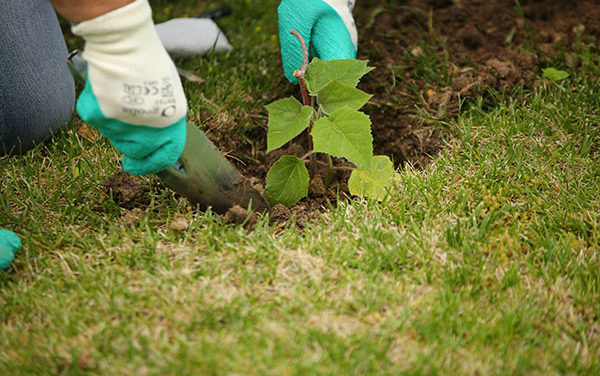 El Ayuntamiento firma un convenio para impulsar la reforestación del municipio