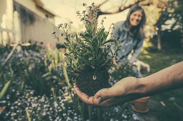 Majadahonda solicitará ofertar un módulo de formación profesional en Agrojardinería