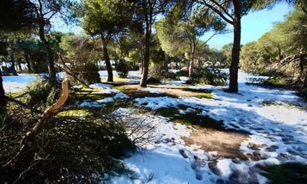 La borrasca Filomena deja daños por valor de 18 millones de euros en el arbolado de Las Rozas