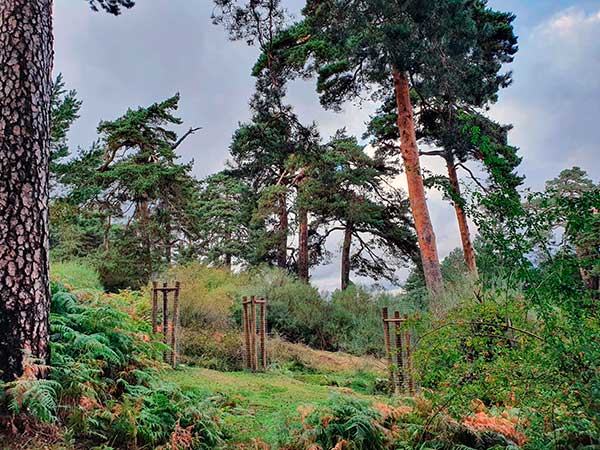 Comunidad y Ayuntamiento llevan a cabo una restauración forestal en Guadarrama