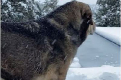 Galapagar, la Policía investiga la muerte de un perro tras ingerir algún alimento con clavos