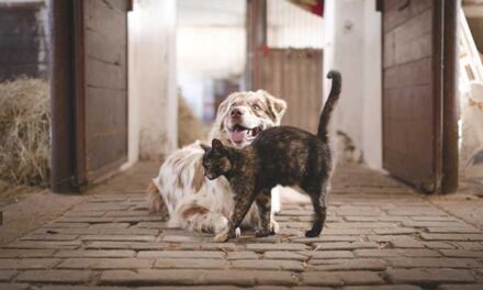 Collado Villalba oferta 12 plazas para mascotas de familias ucranianas