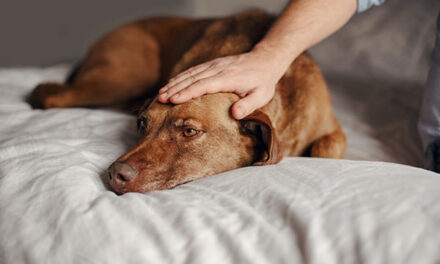 Las Rozas: Talleres de musicoterapia y terapia asistida con perros para personas con discapacidad
