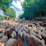 La Comunidad de Madrid declara la trashumancia Bien de Interés Cultural