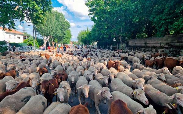 La Comunidad de Madrid declara la trashumancia Bien de Interés Cultural