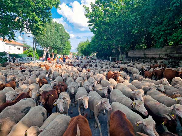 La Comunidad de Madrid declara la trashumancia Bien de Interés Cultural