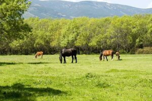 Guadarrama abre el periodo para el aprovechamiento de pastos en la Dehesa comunal de abajo