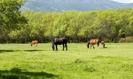 Guadarrama abre el periodo para el aprovechamiento ganadero de pastos de la Dehesa Comunal «De Abajo»