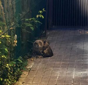 Servicio de fauna silvestre en Las Rozas