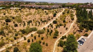 Las repoblaciones arbóreas de Las Rozas, reconocidas por el Ministerio