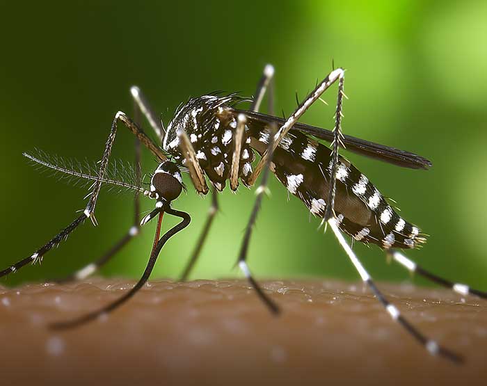 ¿Cómo prevenir la aparición del mosquito tigre y sus picaduras?