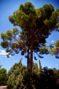 Las Rozas participa en la campaña europea #EUTREETAG