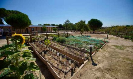 El Centro del Medioambiente La Talaverona de Las Rozas acoge el Mercado de Tomates