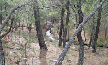 Se inicia en Guadarrama la temporada de recogida de piñas y leñas muertas del pinar