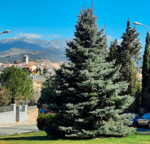 Guadarrama inicia el periodo de poda de arbolado urbano privado