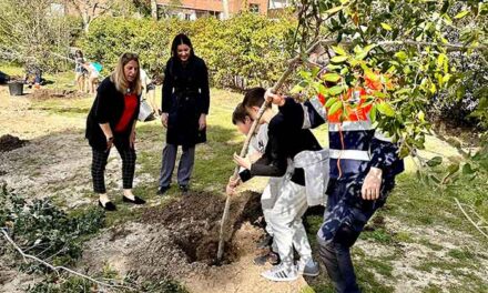 Escolares de Primaria plantan 50 nuevos árboles en los parques de La Sacedilla y Cuesta del Reventón de Majadahonda