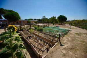Las Rozas abre el plazo para solicitar los huertos urbanos de La Talaverona