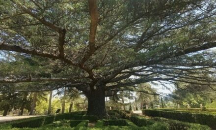 San Lorenzo de El Escorial elige al Cedrus libani de la Casita del Infante, “Árbol del Año” 2026