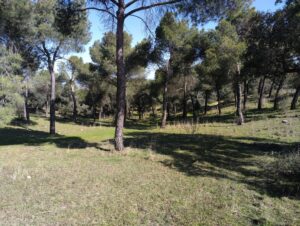 La Dehesa de Majadahonda elegida como punto de observación de fauna