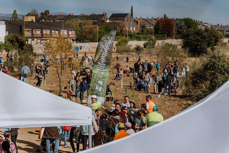 Las Rozas planta 2.000 ejemplares autóctonos con más de 3.000 vecinos en la Gran Plantación Familiar